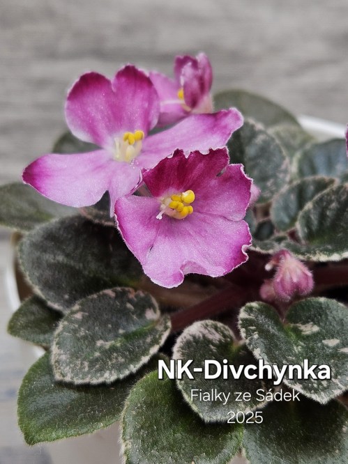 NK-Divchynka